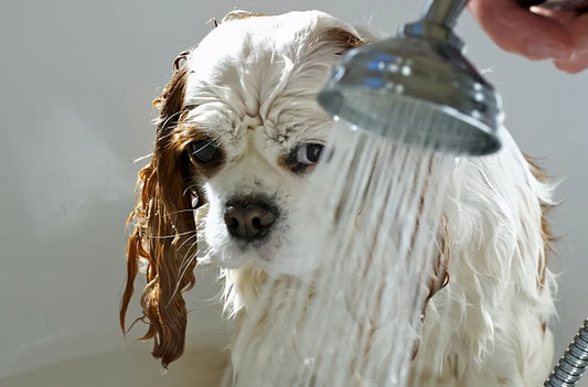 狗狗為什麼怕洗澡?