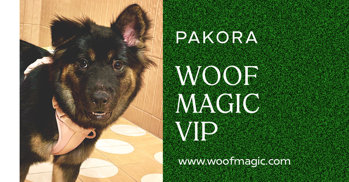 Woof Magic VIP Membership